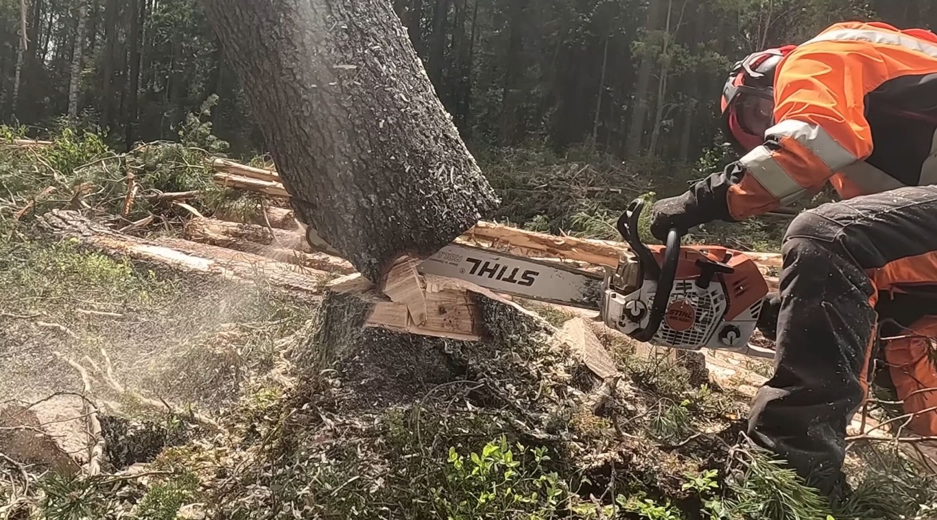 Professional arborist trimming tree branches with chainsaw in Alameda