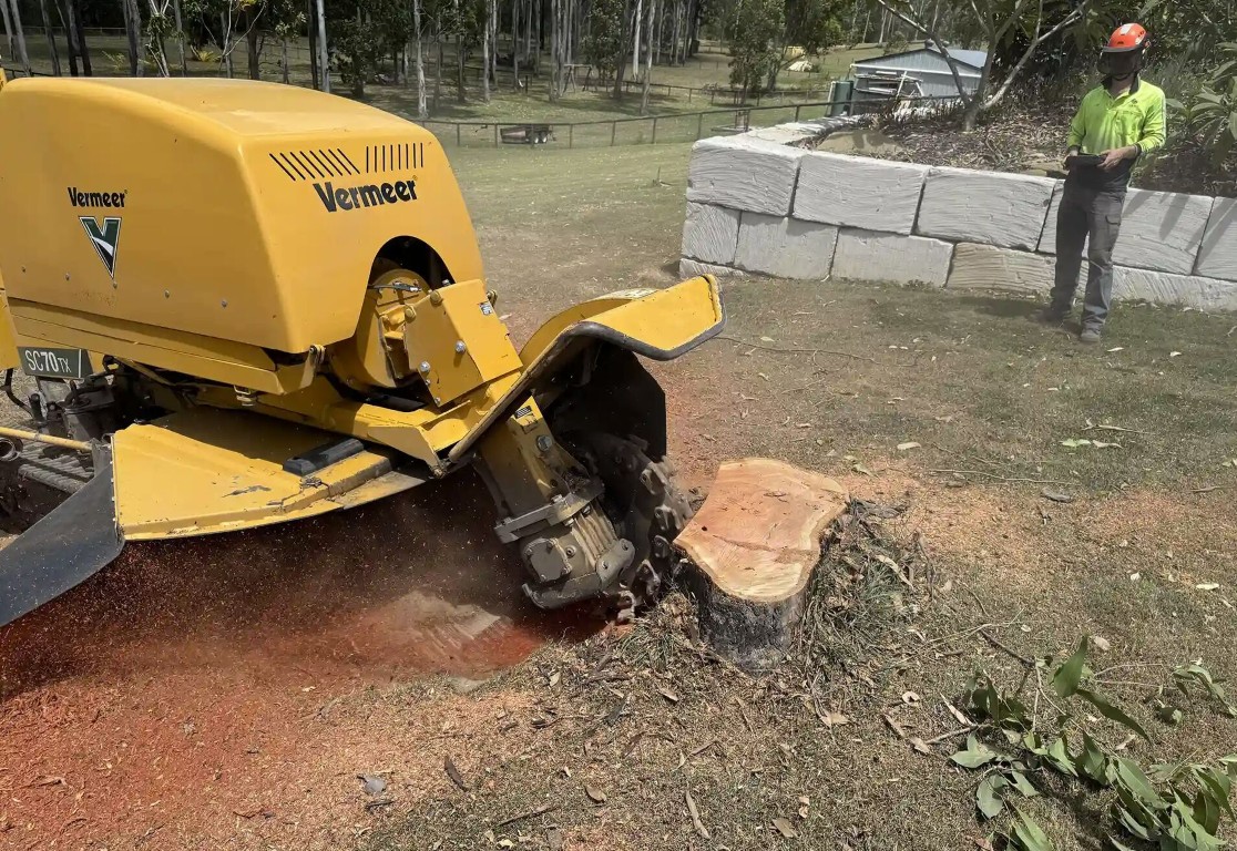 Industrial stump grinder removing tree stump in Alameda yard